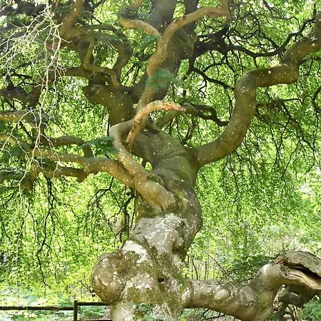 Bedinreims Cozy Parking And Wifi Free Ideal 4 Adultes Et 2 Enfants * ランス